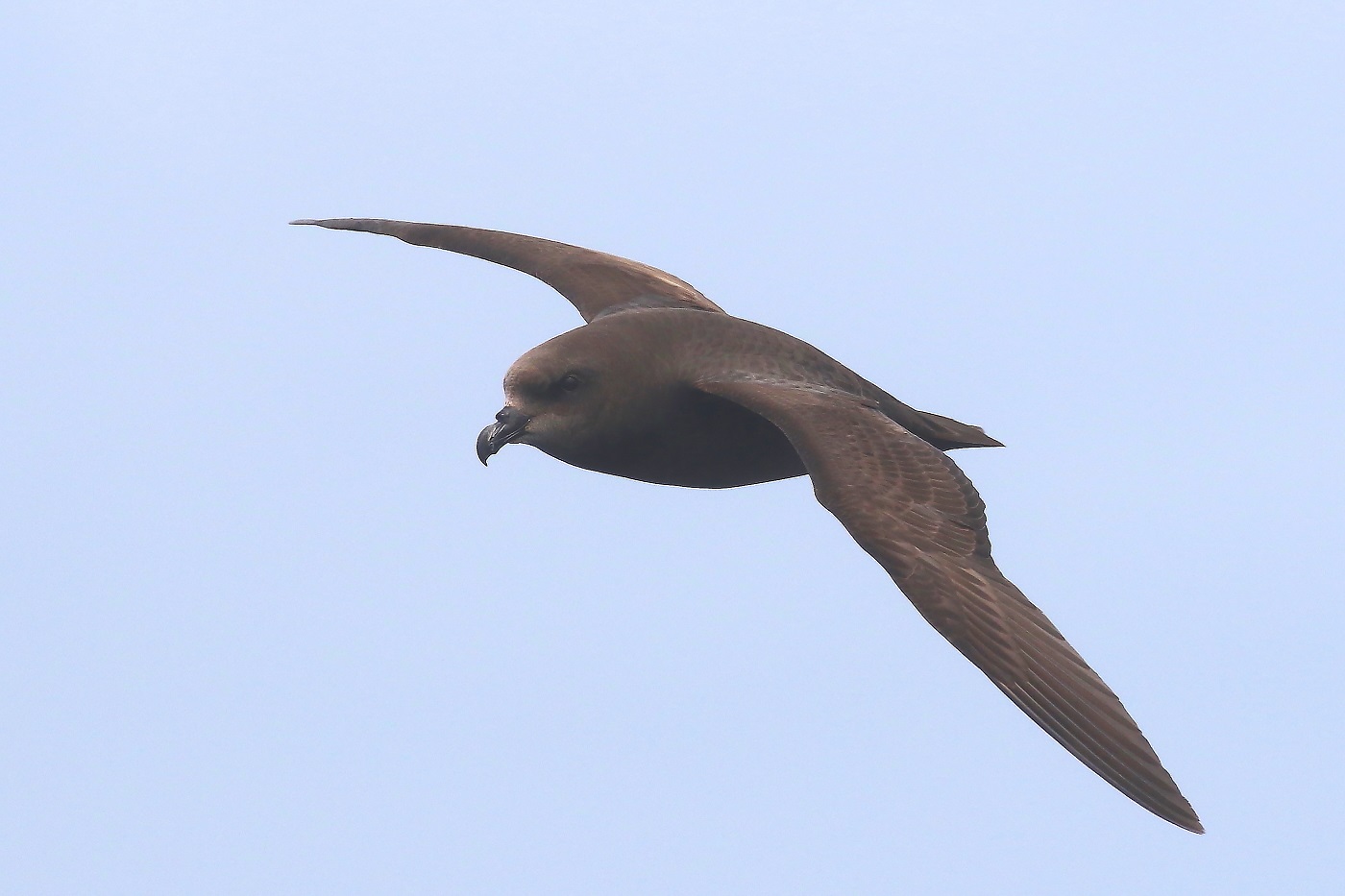 Great-winged Petrel complex (Image ID 22615)
