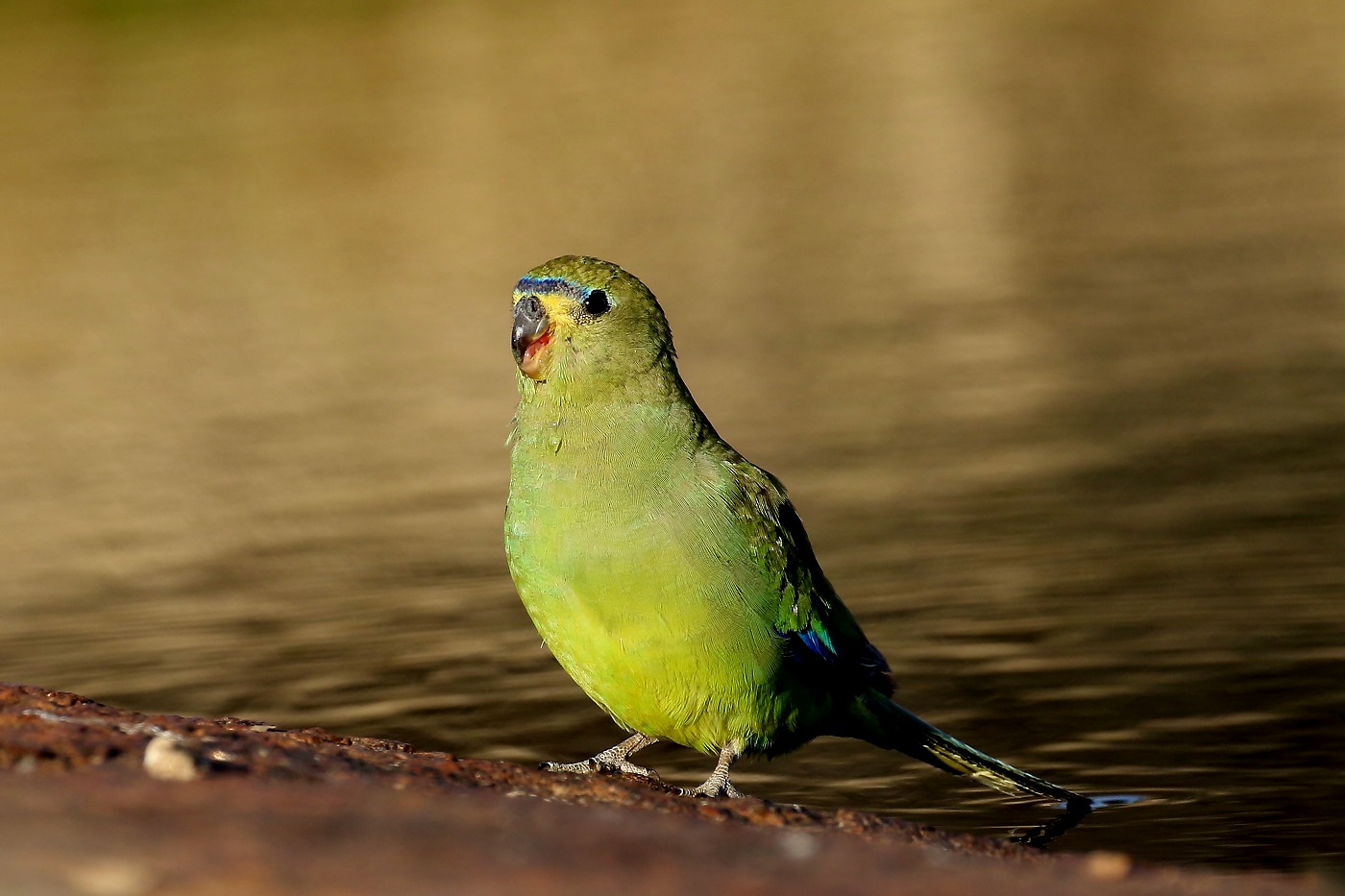 Elegant Parrot (Image ID 22657)