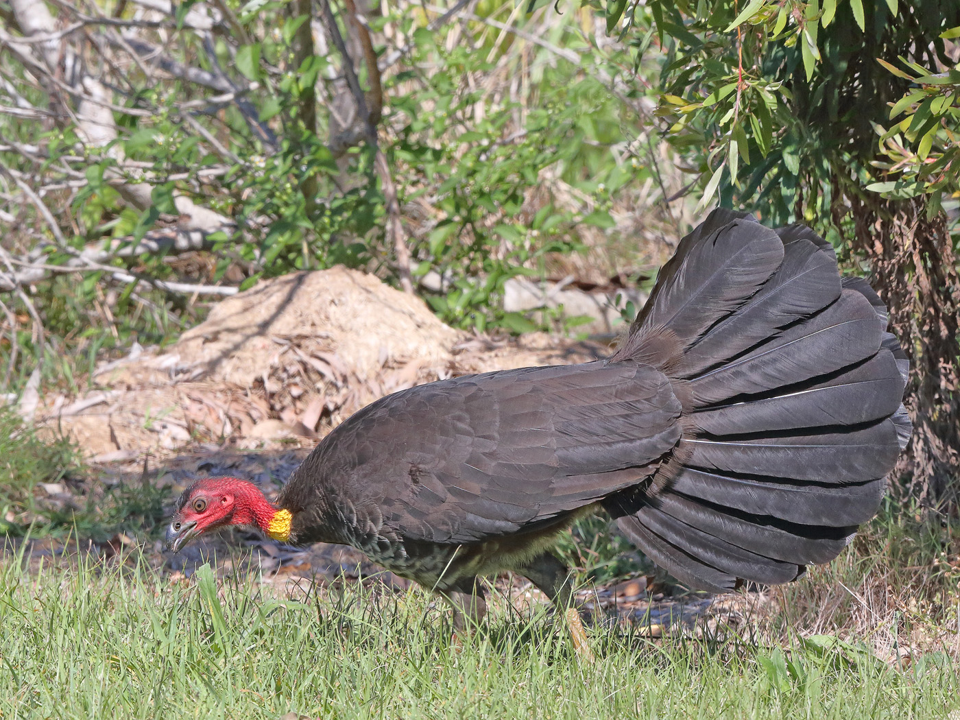 Australian Brush-turkey (Image ID 22611)