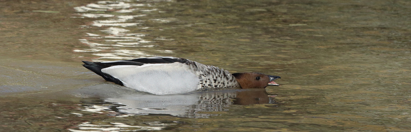 Australian Wood Duck (Image ID 22526)