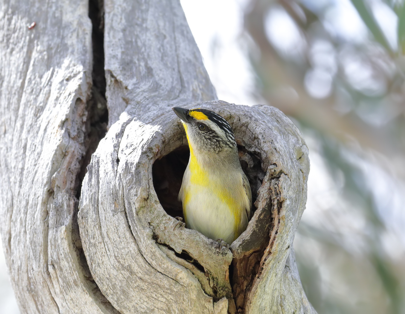 Striated Pardalote (Image ID 22645)
