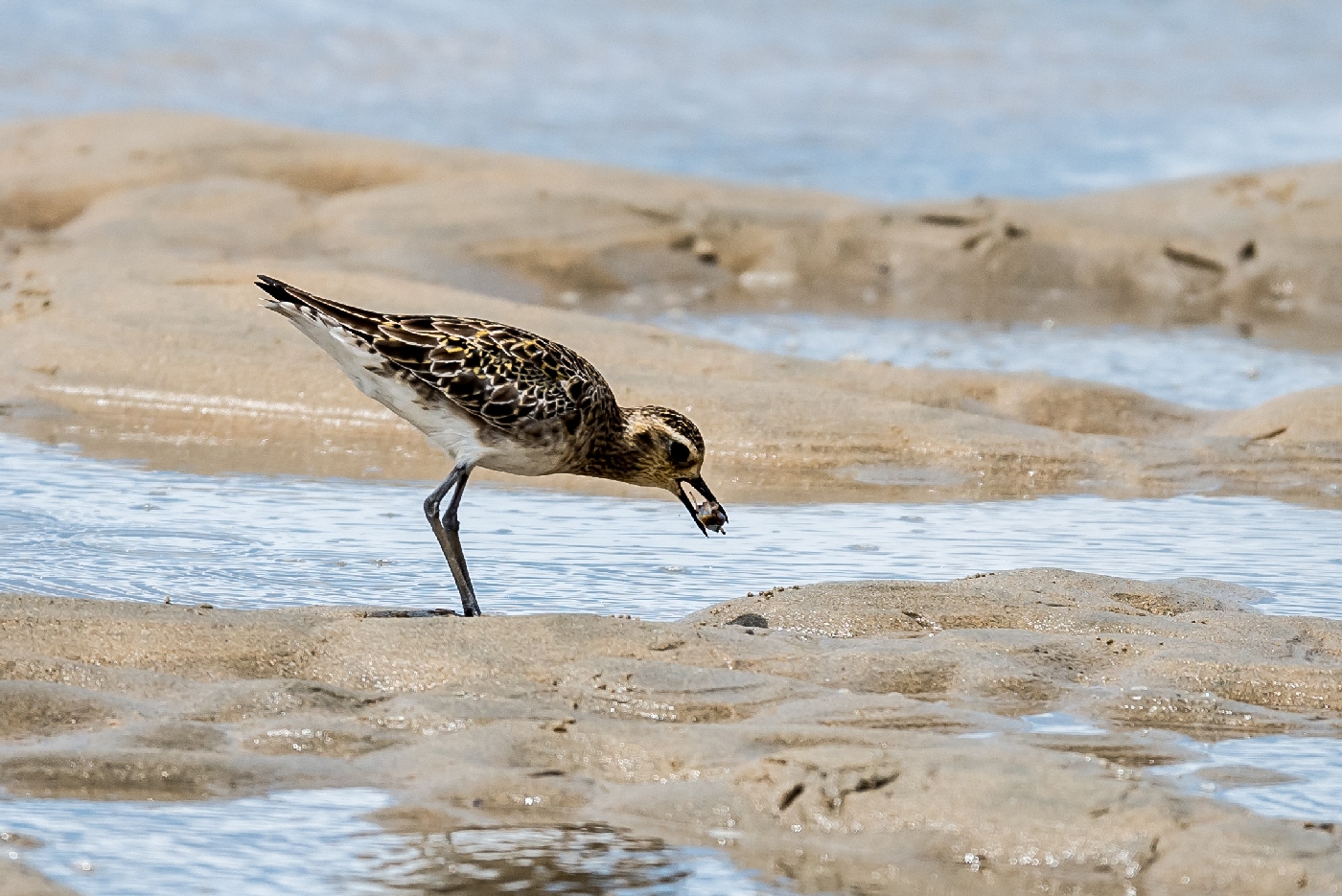 Pacific Golden Plover (Image ID 22508)