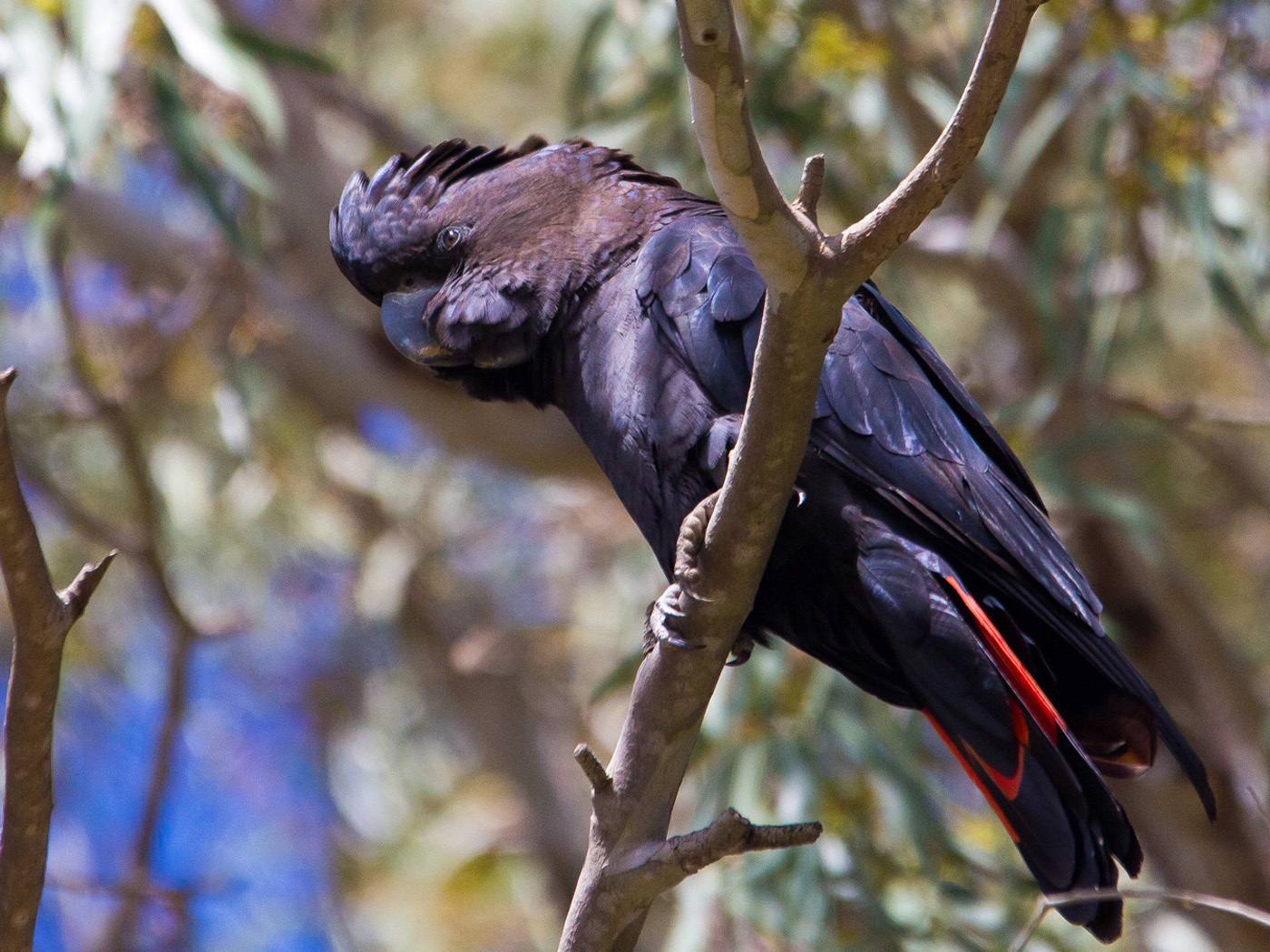 Red-tailed Black-Cockatoo (Image ID 22632)