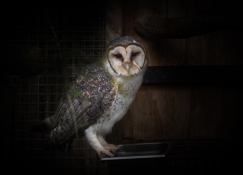 Barn Owl (Image ID 22638)