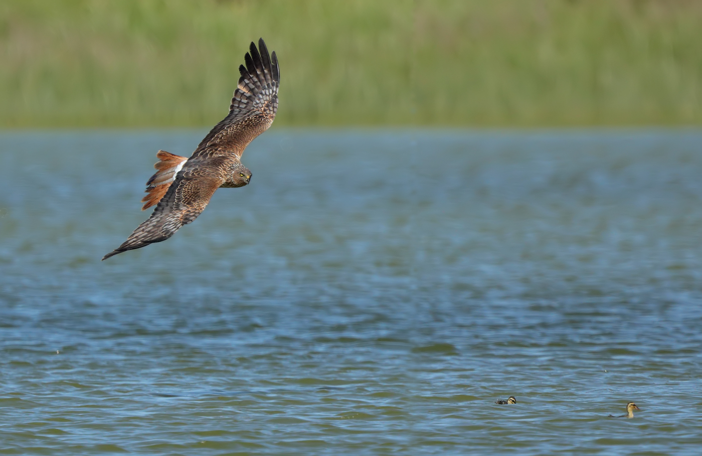Pacific Black Duck,Swamp Harrier (Image ID 22649)