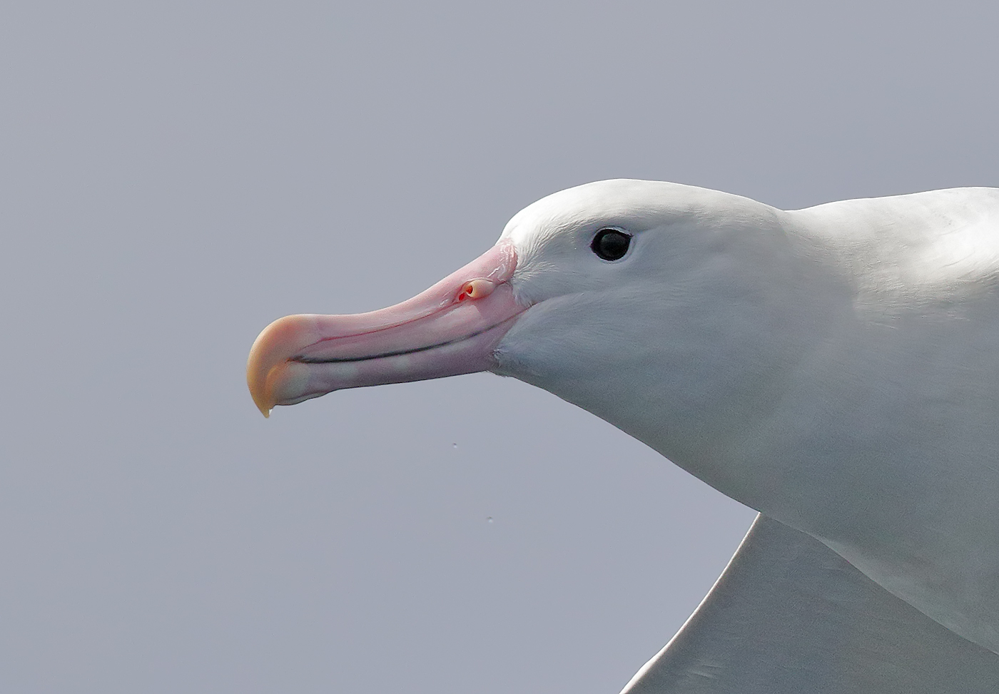 Southern Royal Albatross (Image ID 22736)