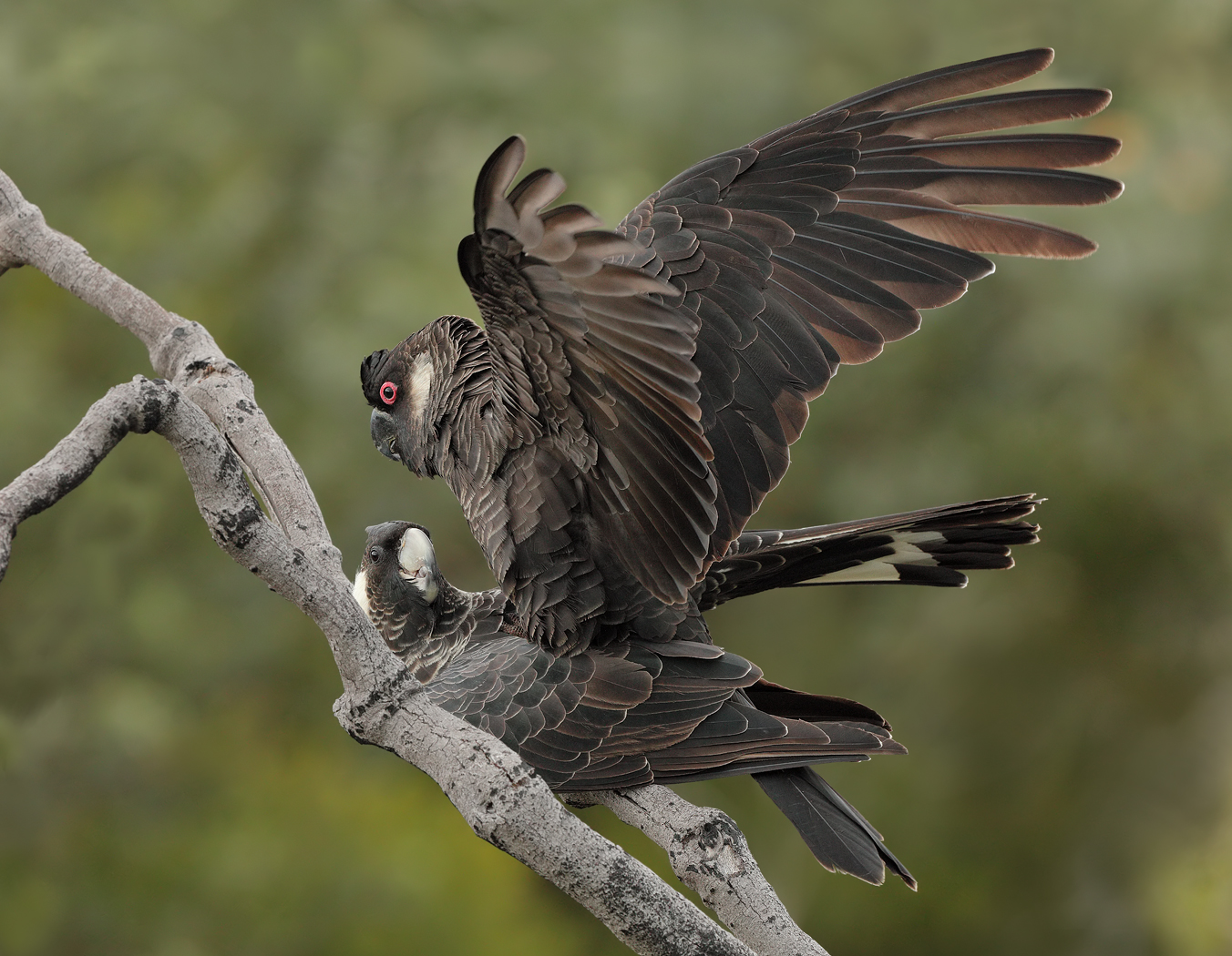 Carnaby's Black-Cockatoo (Image ID 22703)
