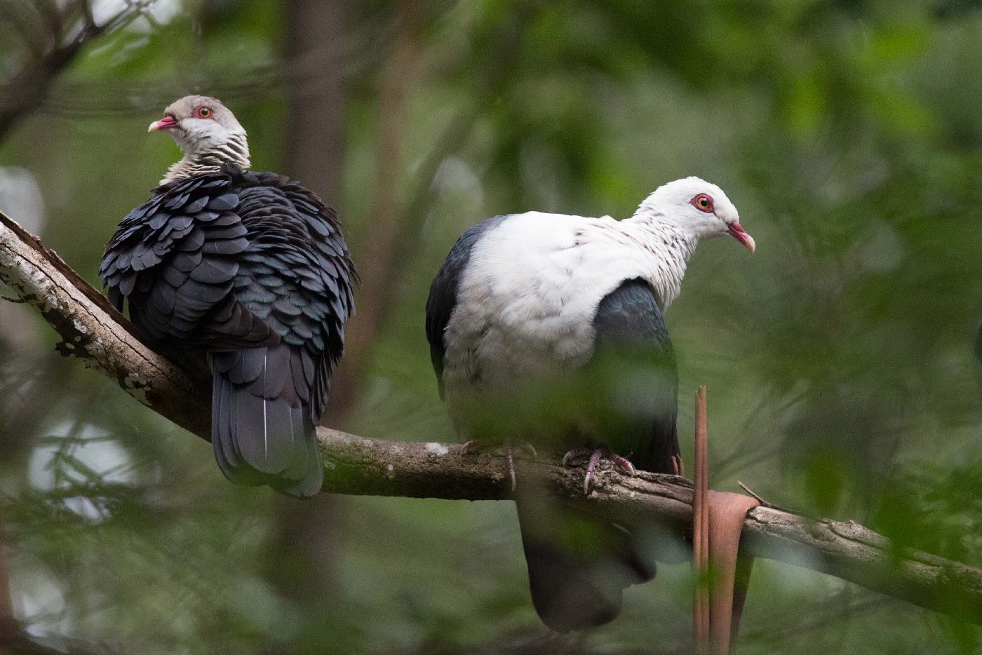 White-headed Pigeon (Image ID 22489)