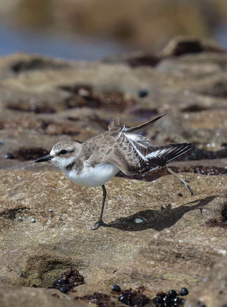 Greater Sand Plover (Image ID 22635)