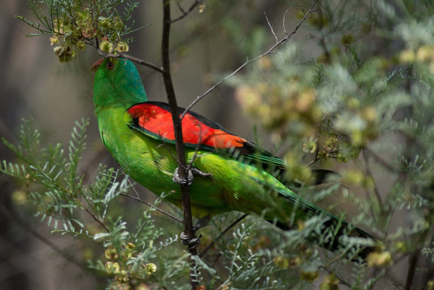 Red-winged Parrot (Image ID 22409)