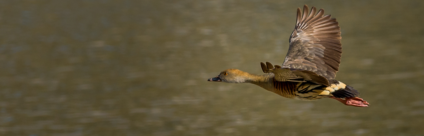 Plumed Whistling-Duck (Image ID 22521)