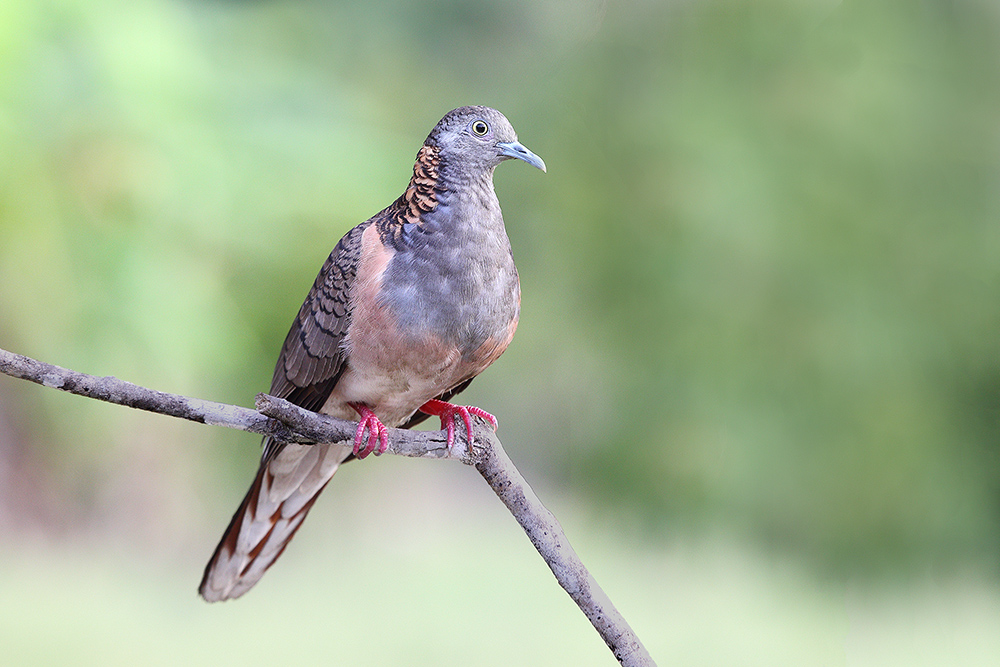 Bar-shouldered Dove (Image ID 22637)