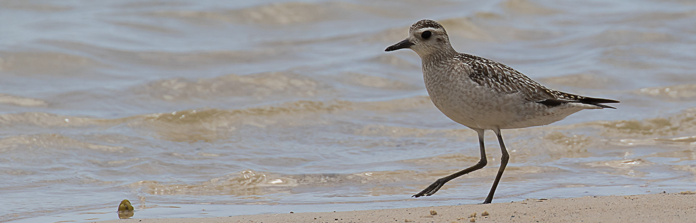 Grey Plover (Image ID 22862)
