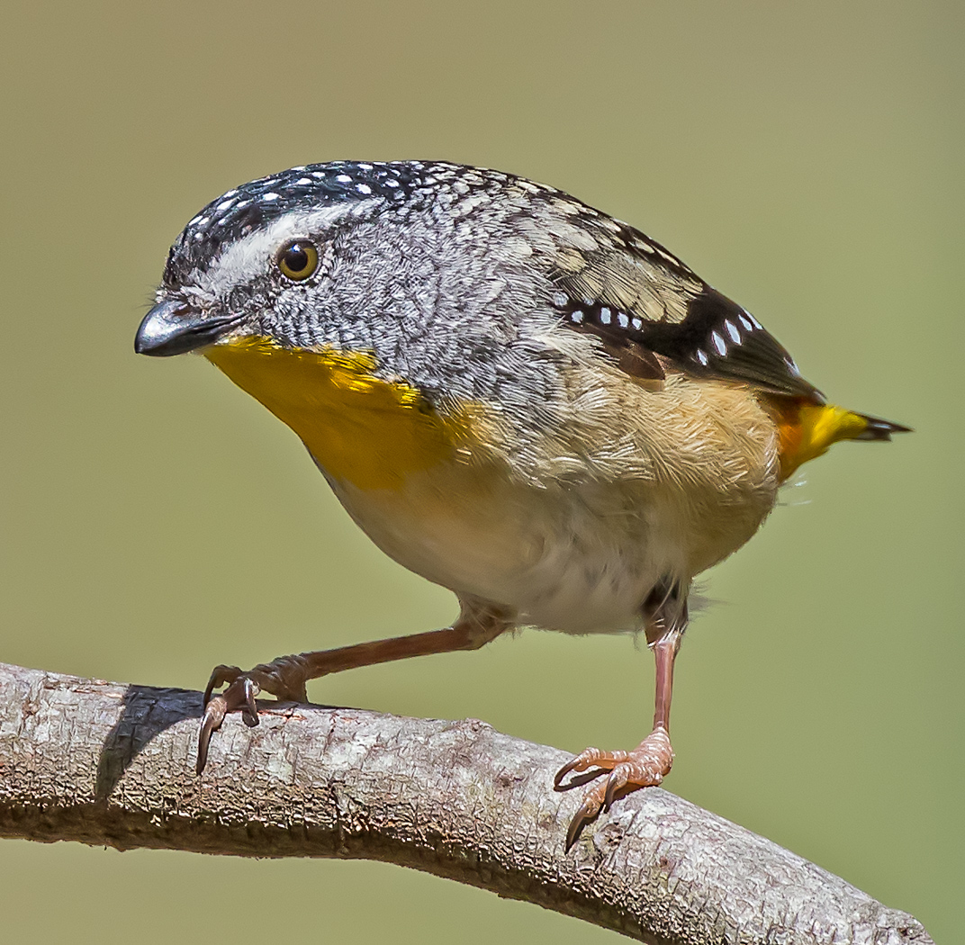 Spotted Pardalote (Image ID 22900)