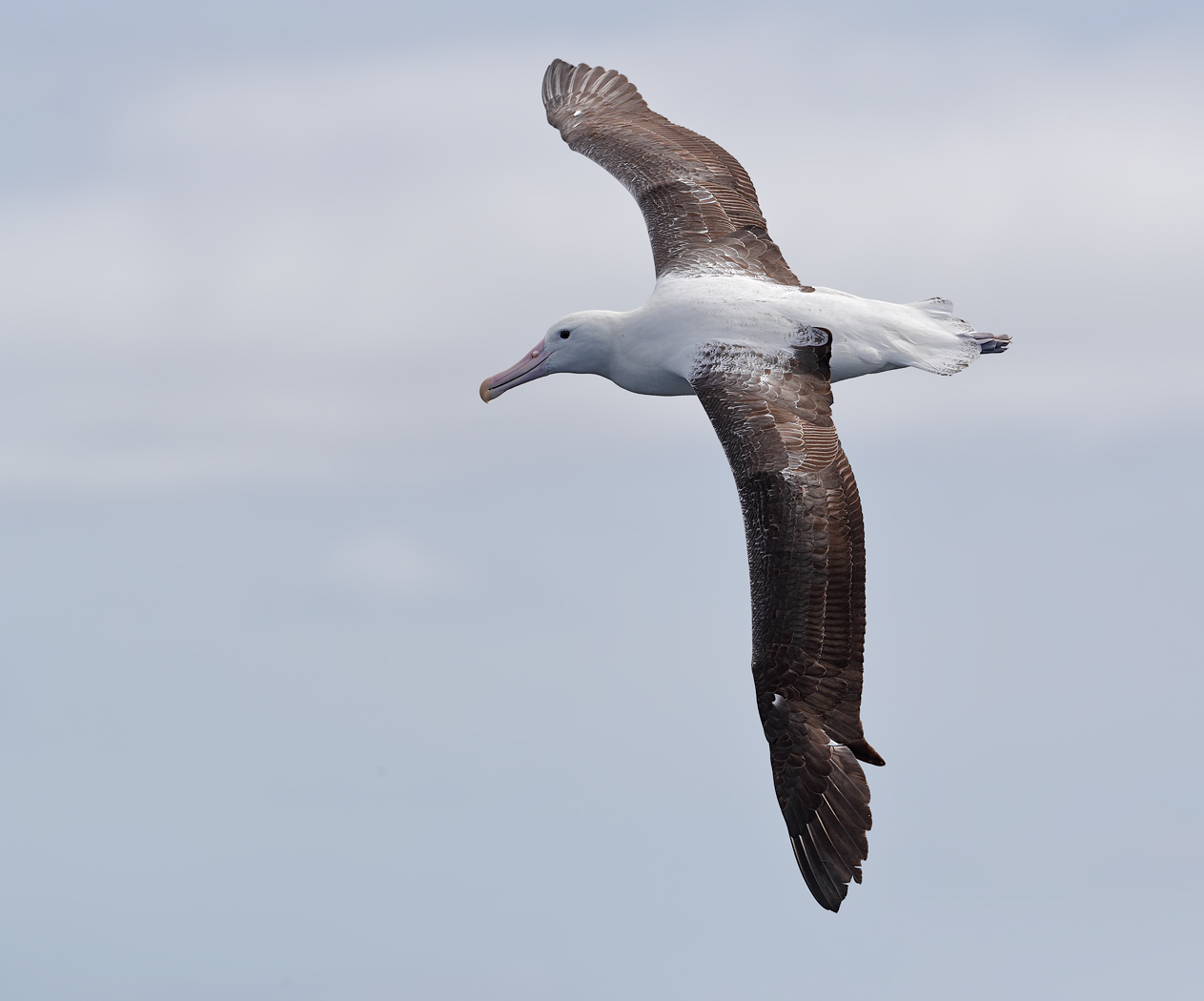 Southern Royal Albatross (Image ID 22871)
