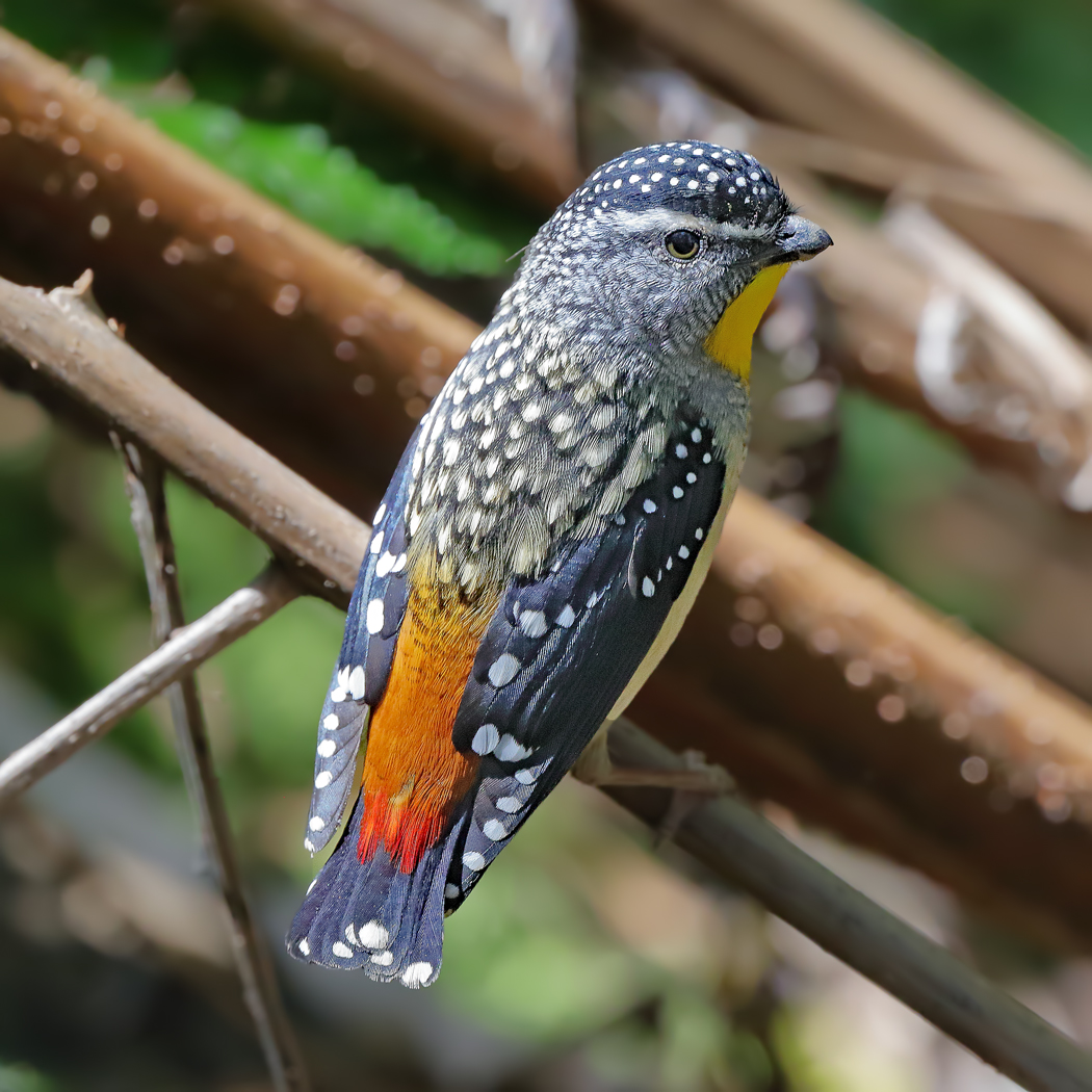 Spotted Pardalote (Image ID 22798)
