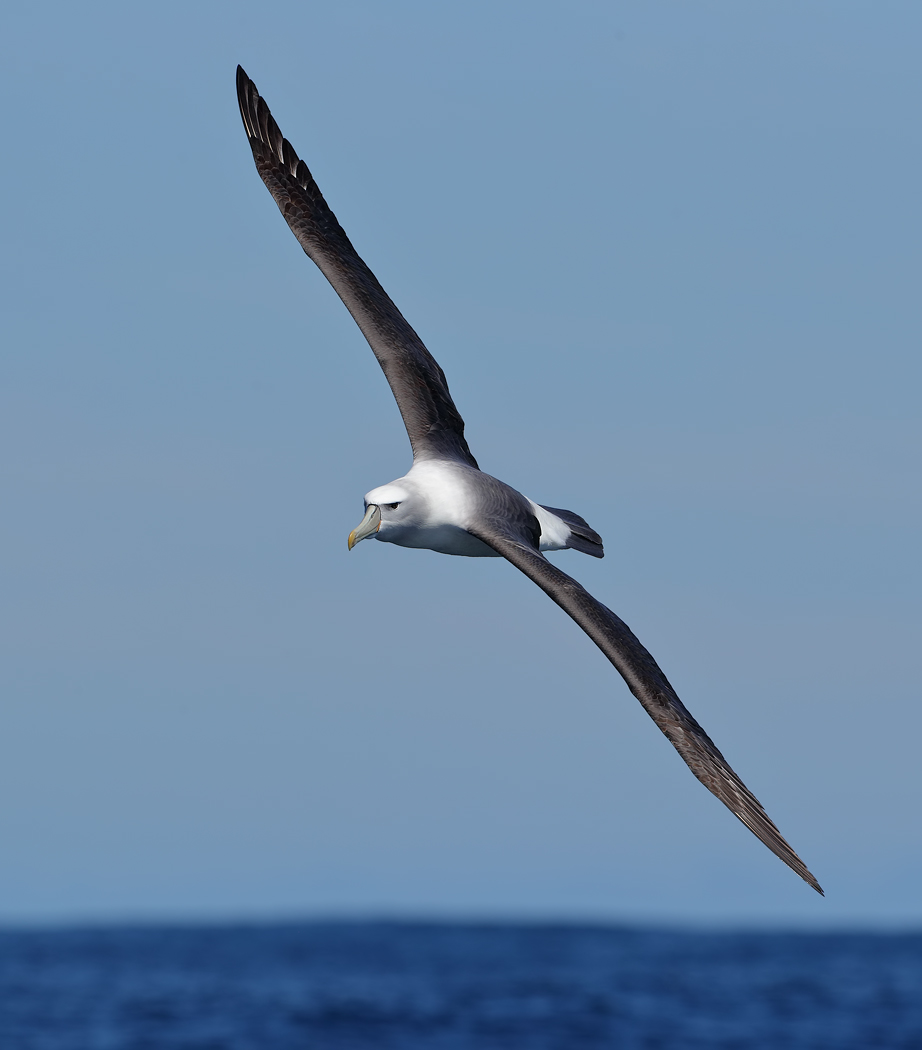 Shy Albatross (Image ID 22956)