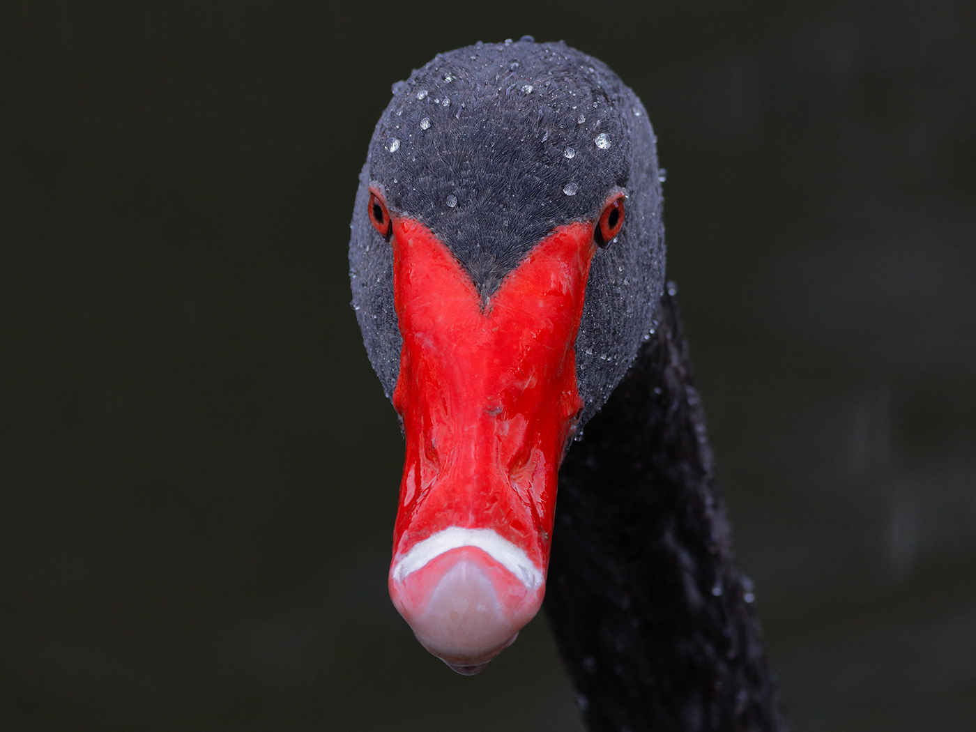 Black Swan (Image ID 22975)