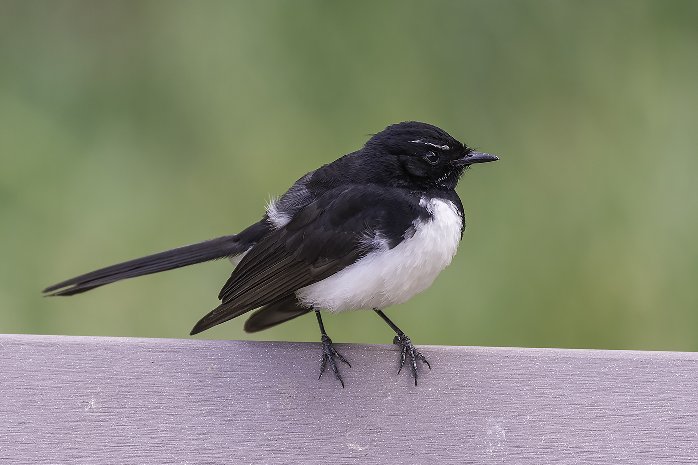 Willie Wagtail (Image ID 22963)