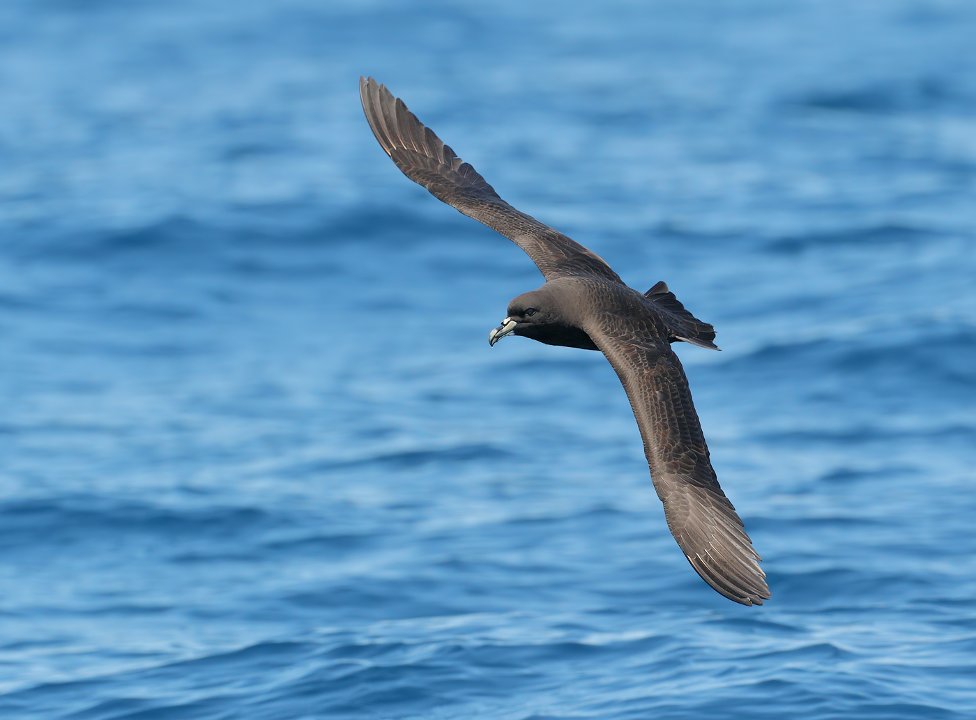 White-chinned Petrel (Image ID 22803)