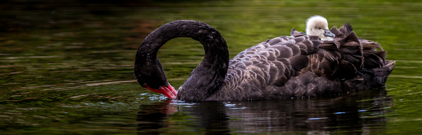 Black Swan (Image ID 22770)