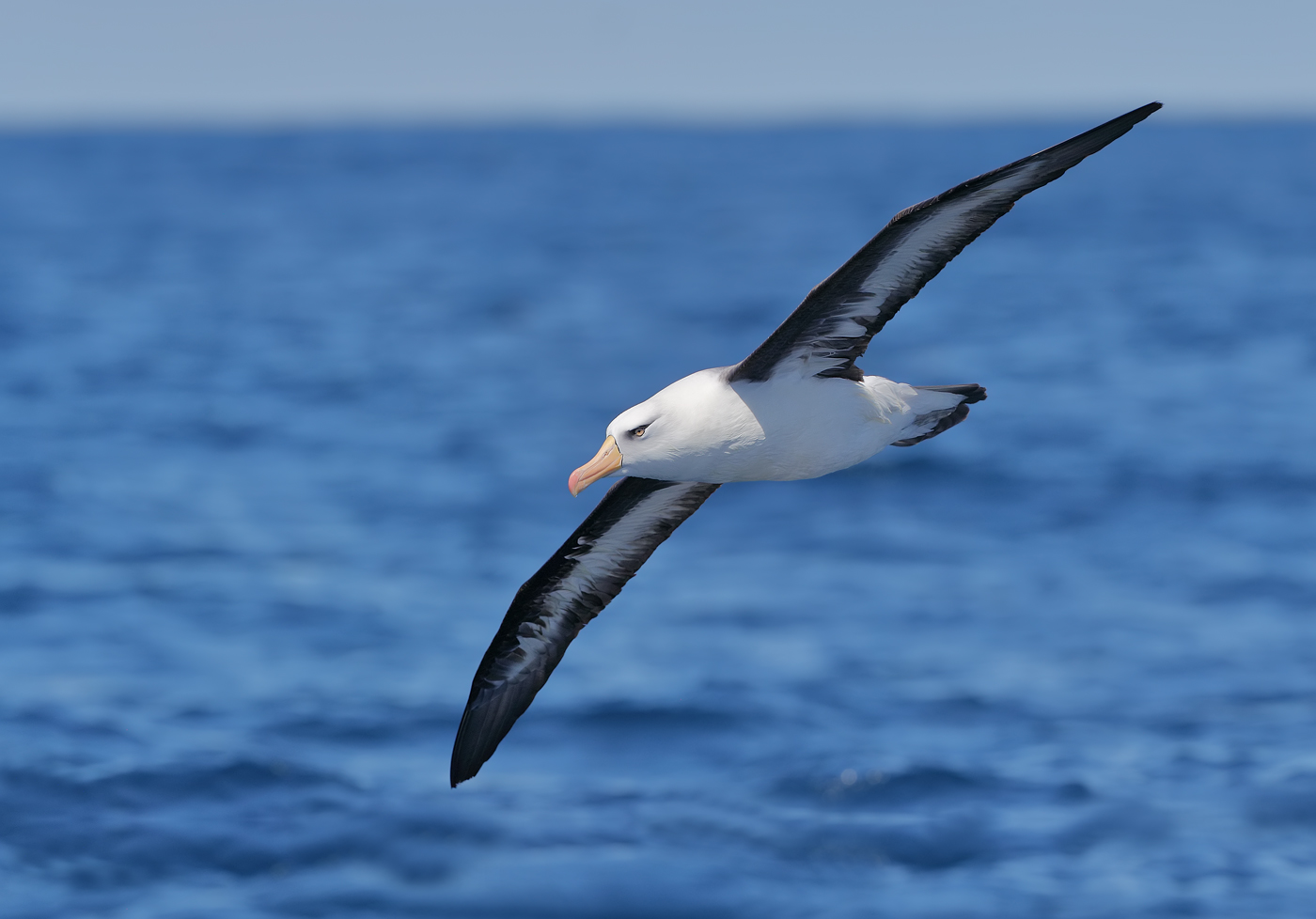 Campbell Albatross (Image ID 22827)