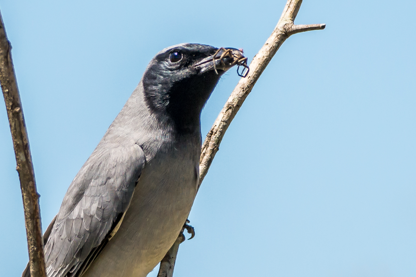 Black-faced Cuckoo-shrike (Image ID 22943)