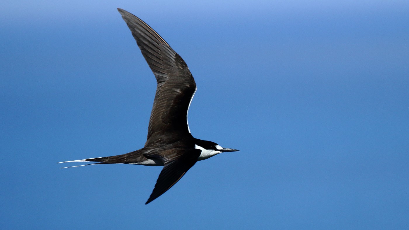 Sooty Tern (Image ID 23468)