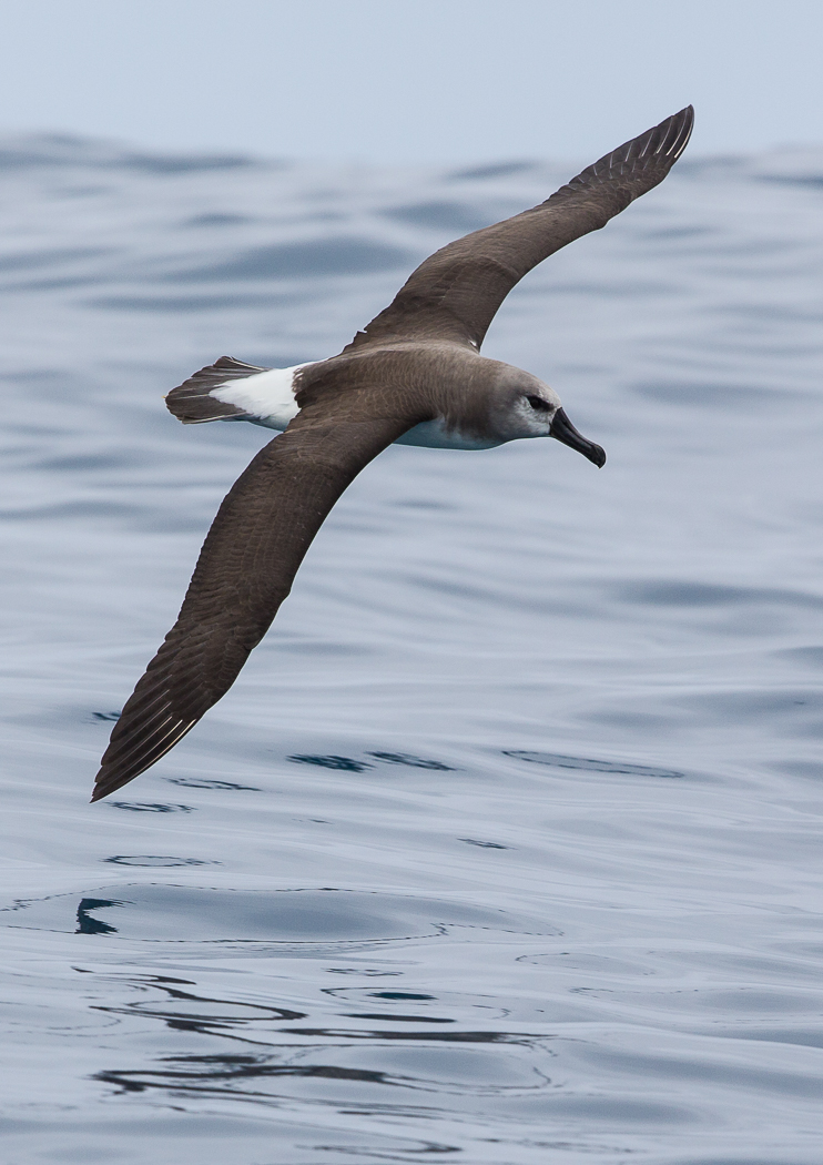 Grey-headed Albatross (Image ID 23472)