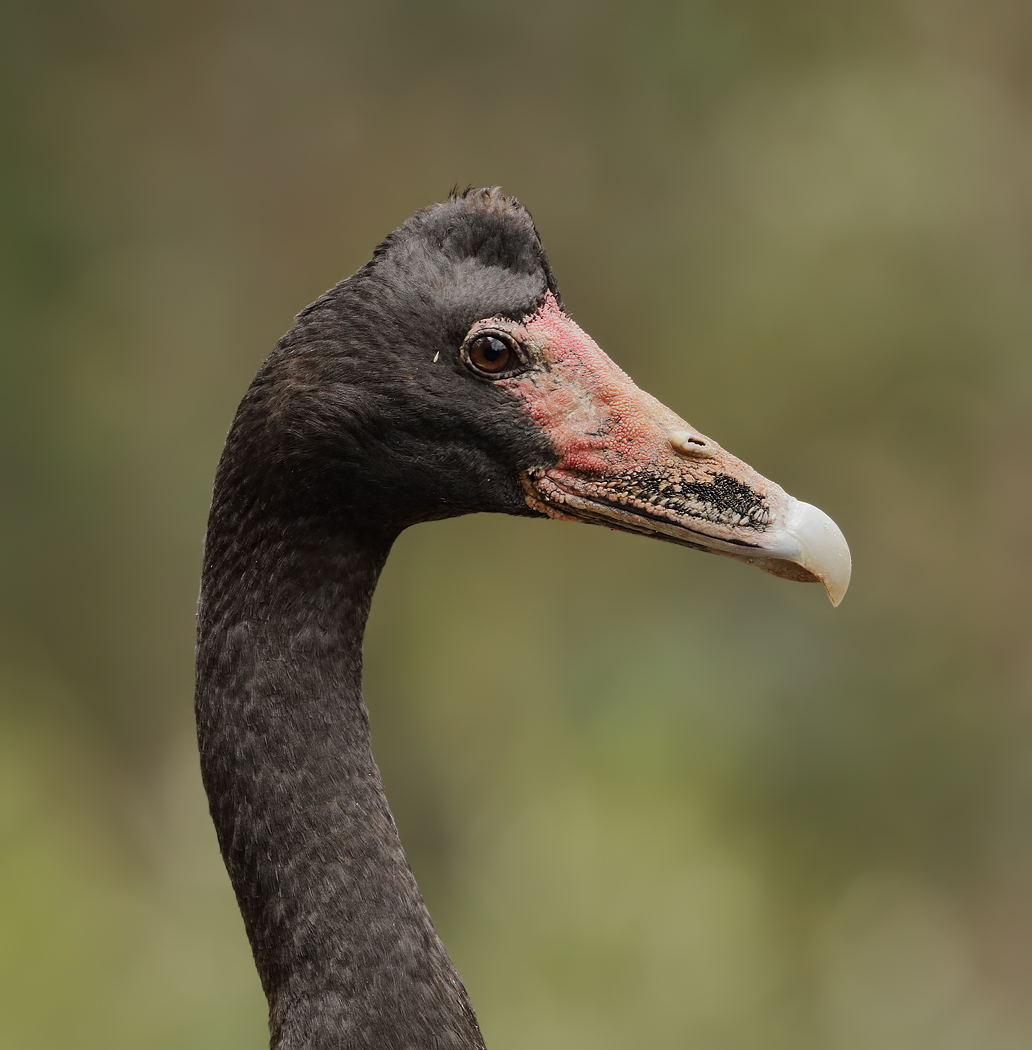 Magpie Goose (Image ID 23454)