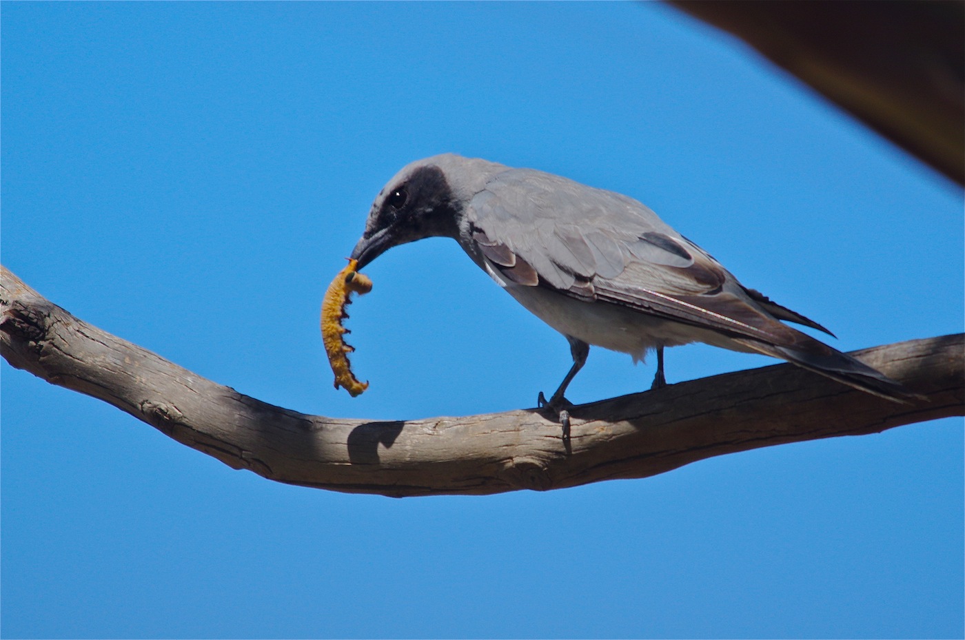 Black-faced Cuckoo-shrike (Image ID 23433)