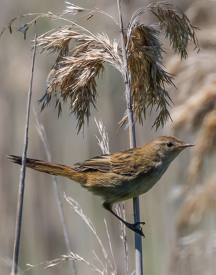 Little Grassbird (Image ID 23233)