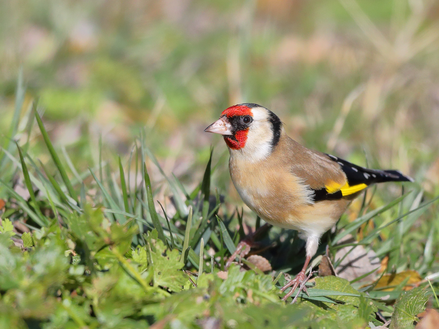 European Goldfinch (Image ID 23483)