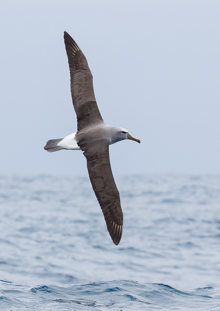 Salvin's Albatross (Image ID 23474)