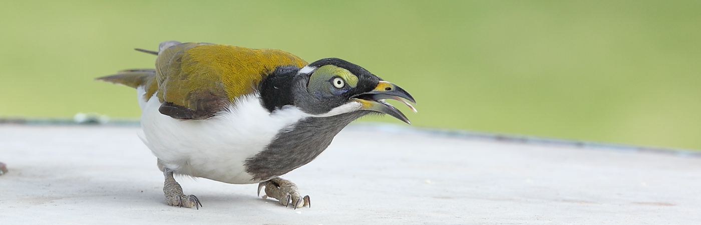 Blue-faced Honeyeater complex (Image ID 23442)