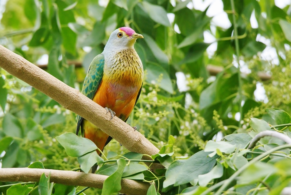 Rose-crowned Fruit-Dove (Image ID 23341)
