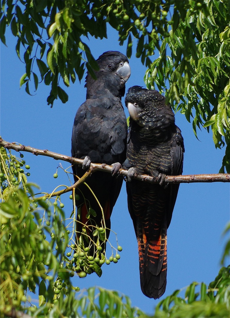 Red-tailed Black-Cockatoo (Image ID 23475)