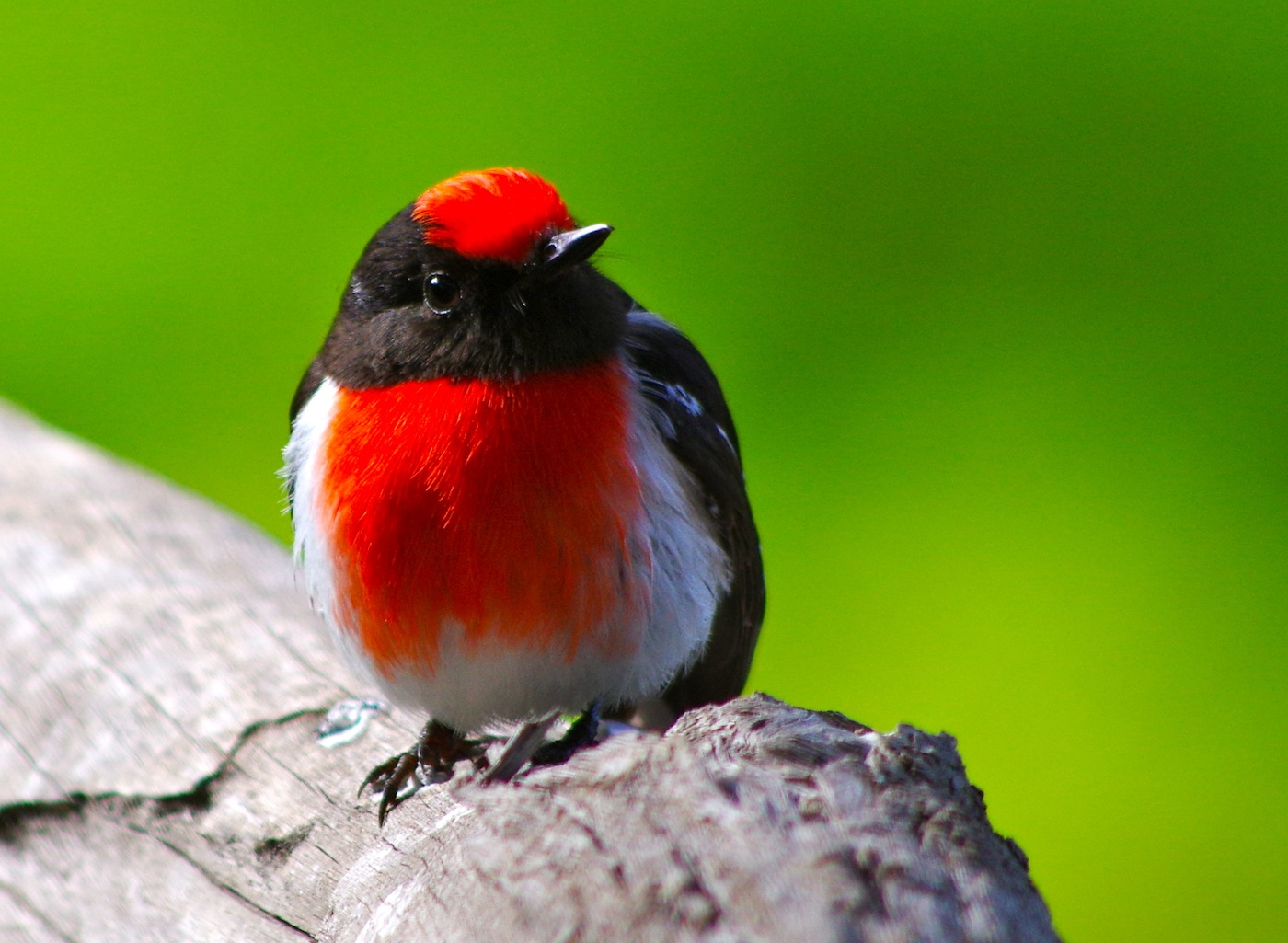 Red-capped Robin (Image ID 23464)
