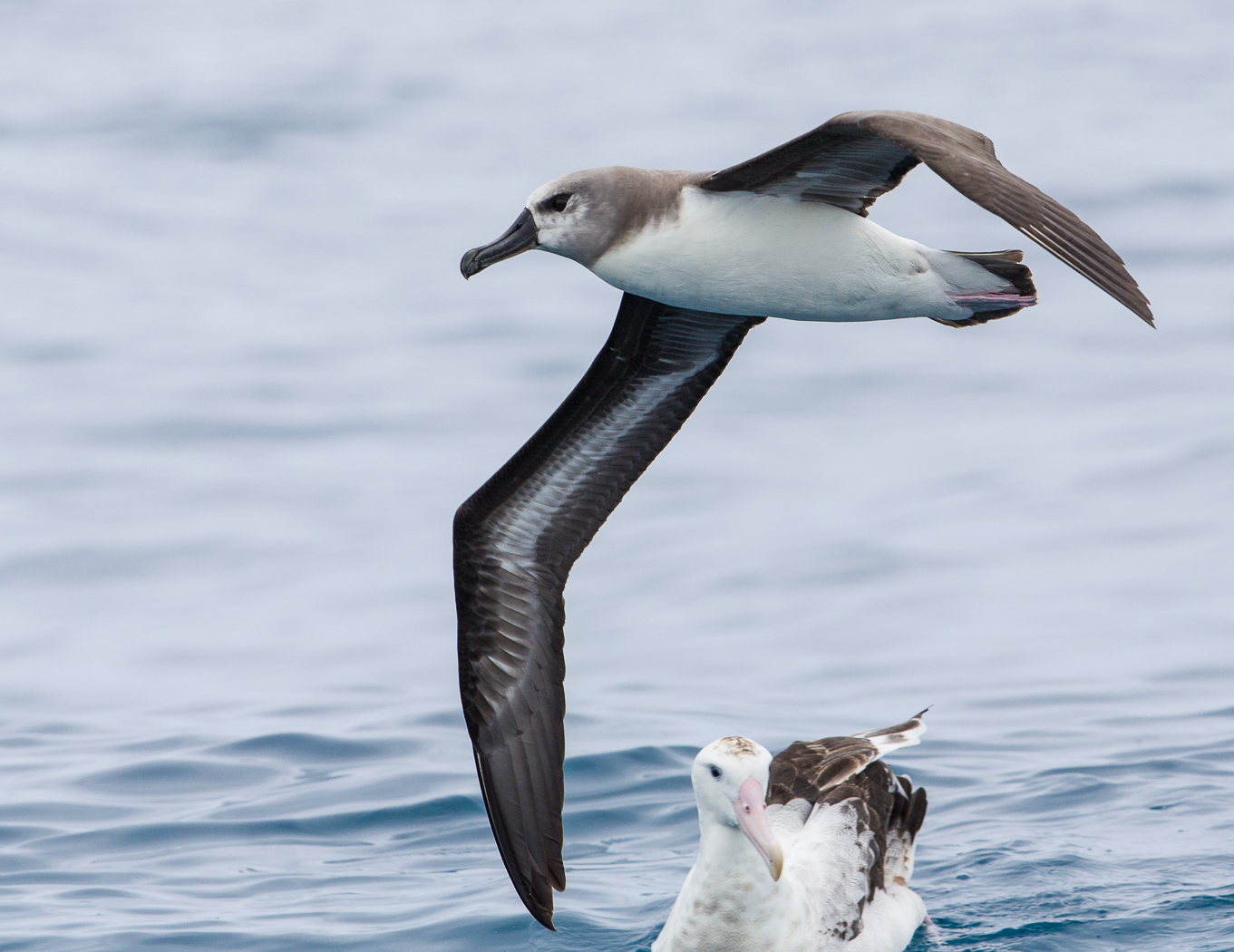 Grey-headed Albatross (Image ID 23470)