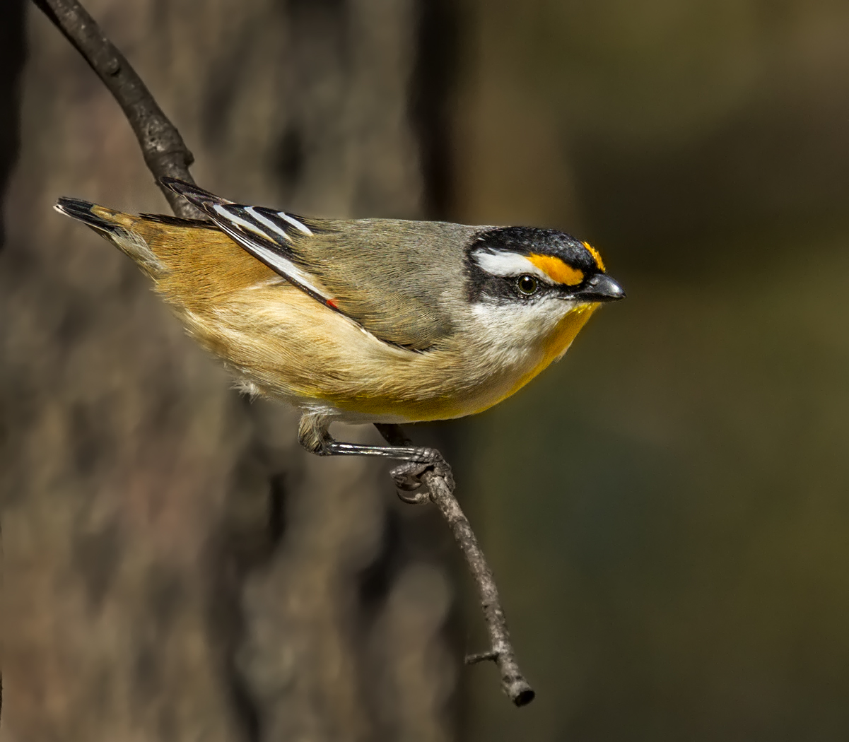 Striated Pardalote (Image ID 23246)