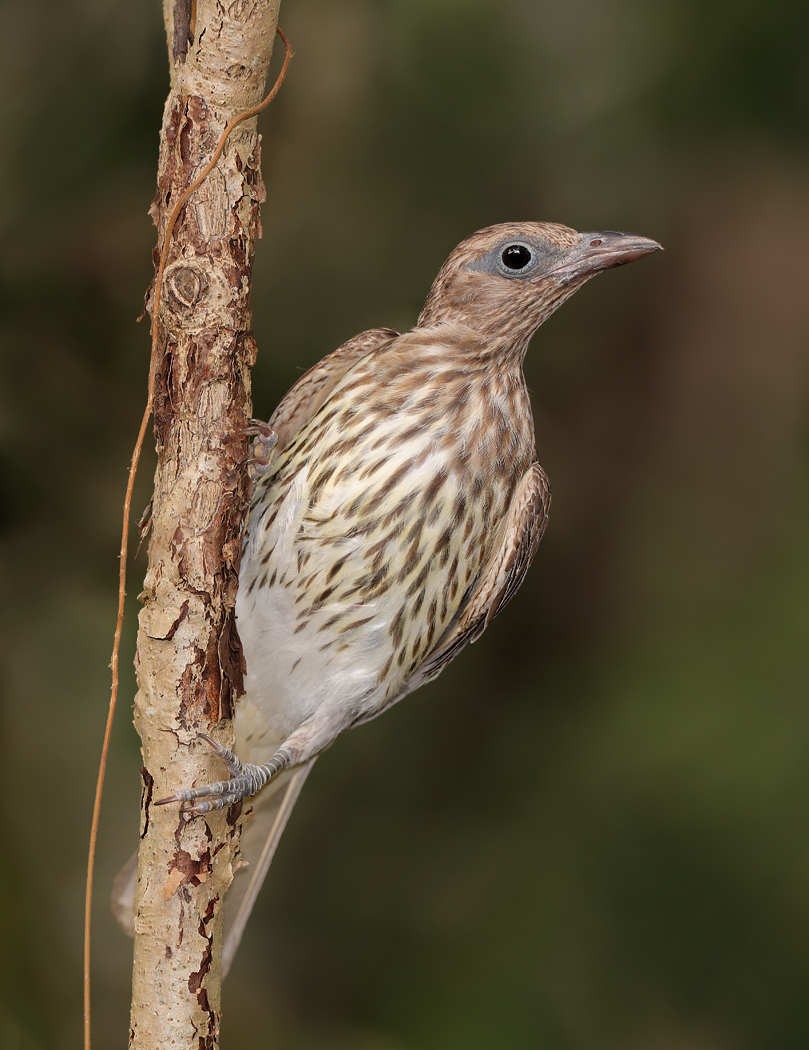 Australasian Figbird (Image ID 23425)