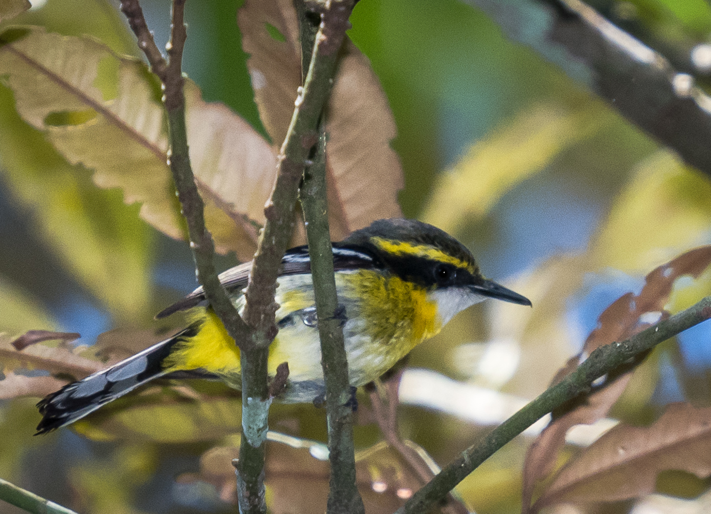 Yellow-breasted Boatbill (Image ID 23217)