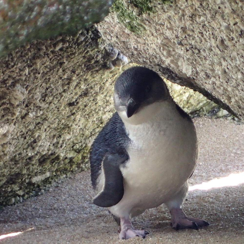 Little Penguin (Image ID 23325)