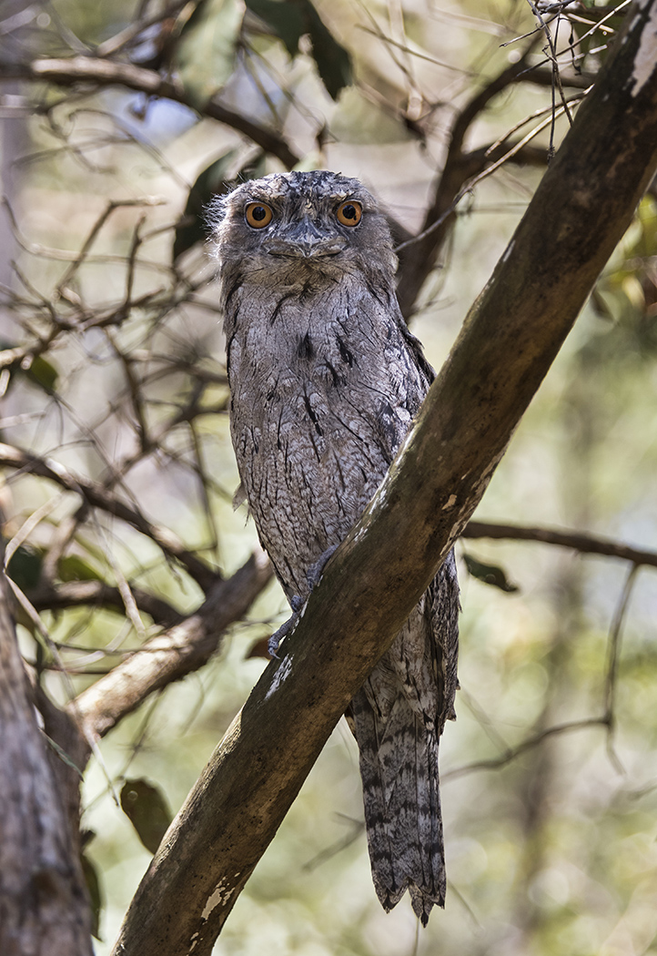 Tawny Frogmouth (Image ID 23265)