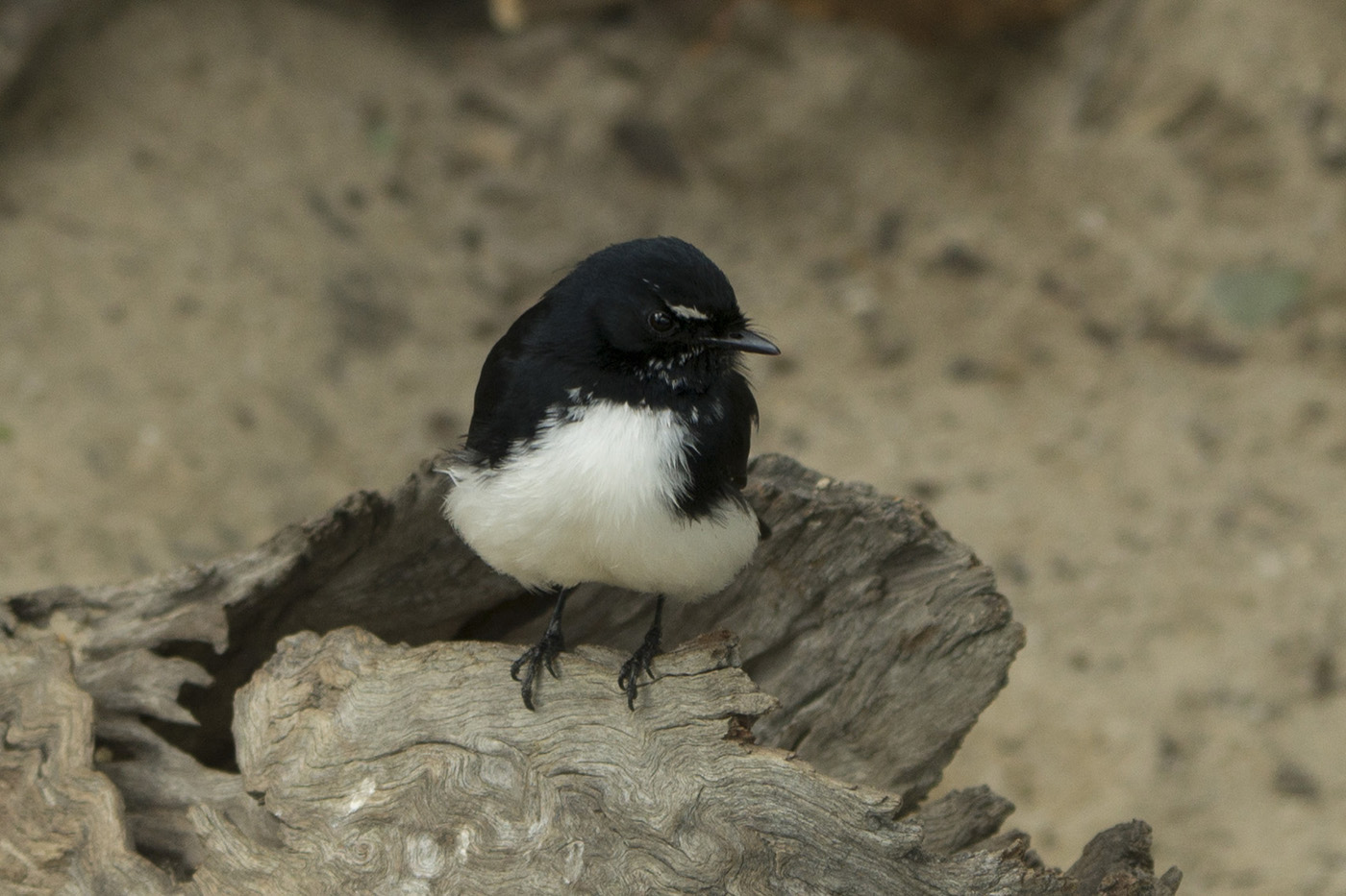 Willie Wagtail (Image ID 23440)