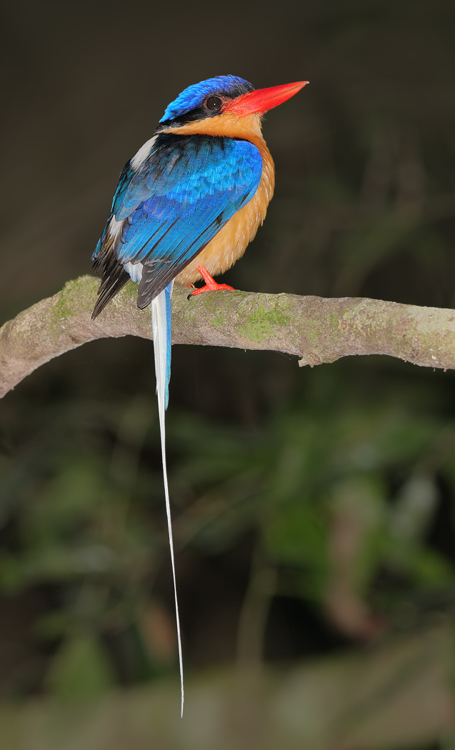 Buff-breasted Paradise-Kingfisher (Image ID 23451)