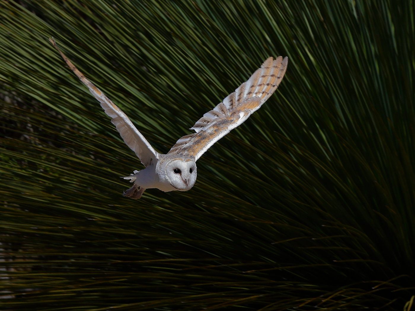 Barn Owl (Image ID 23266)