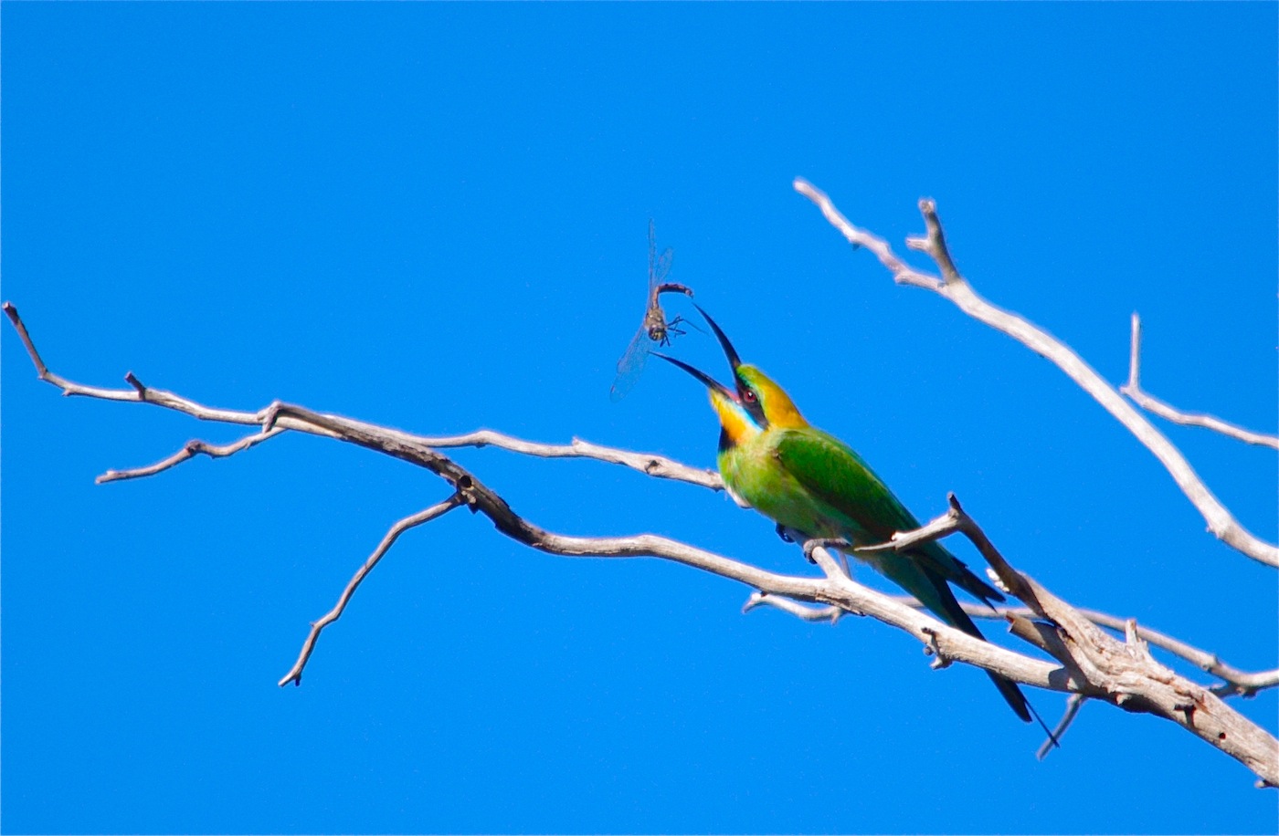 Rainbow Bee-eater (Image ID 23339)