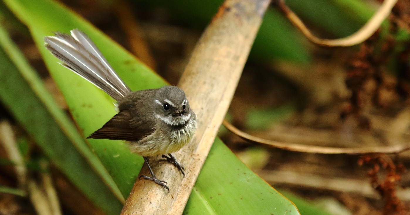 Grey Fantail (Image ID 23462)
