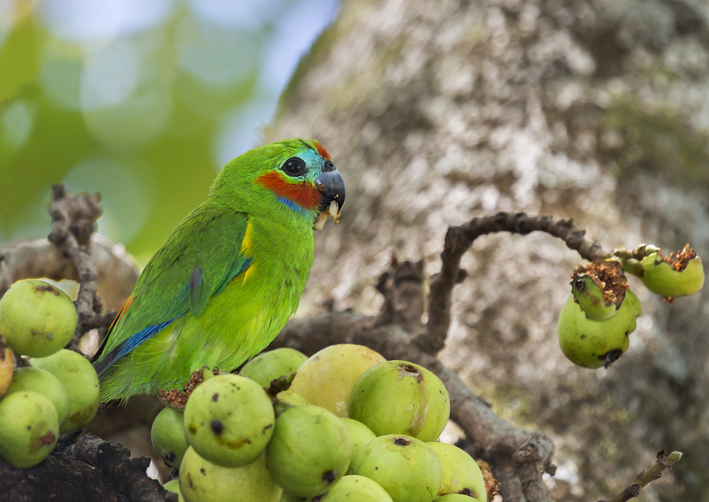 Double-eyed Fig-Parrot (Image ID 23315)
